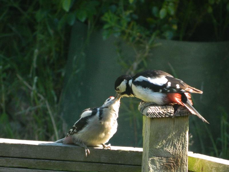 REGULAR CUSTOMER FOR WILD BIRD FOOD