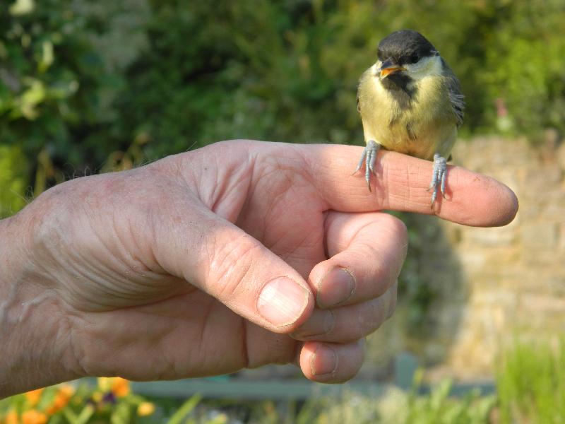 REGULAR CUSTOMER FOR WILD BIRD FOOD