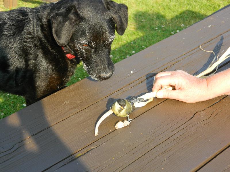 REGULAR CUSTOMER FOR WILD BIRD FOOD