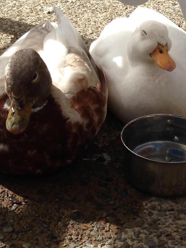 Hay gates duck and goose pellets