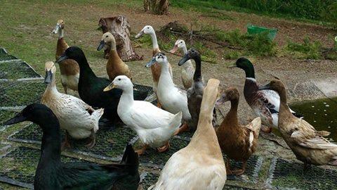 We have some very healthy and happy ducks