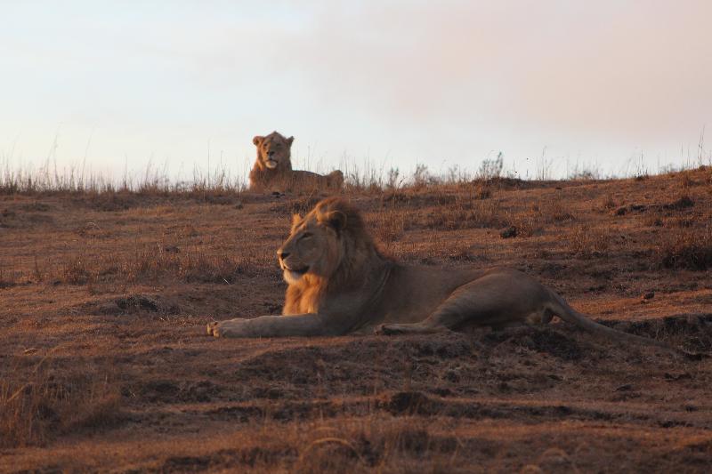 Incredible Tanzania Safari Vacation