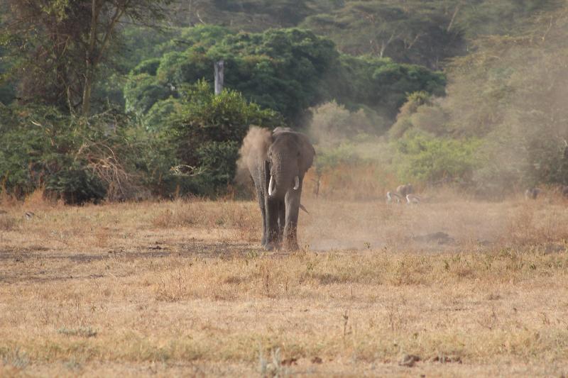 Incredible Tanzania Safari Vacation