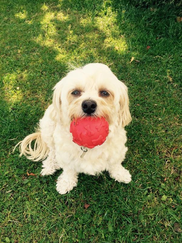 Happy and healthy dog