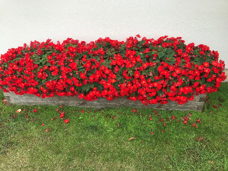 Beautiful, prolific red blooms