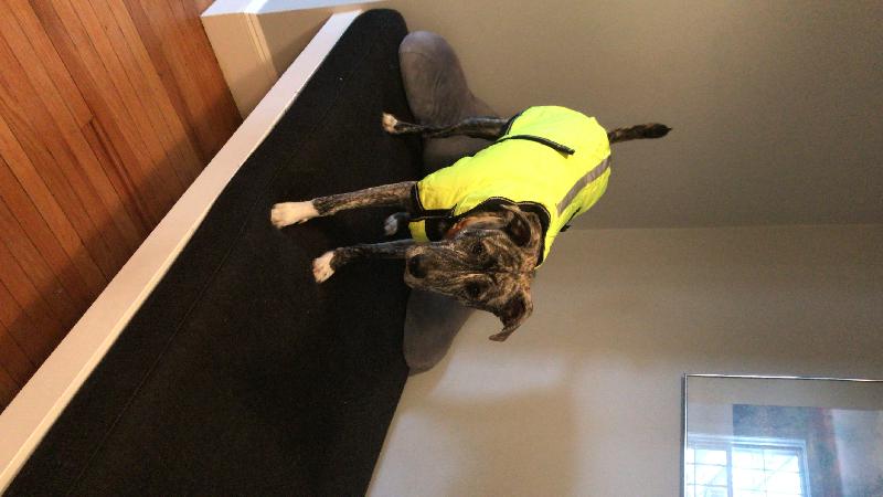 WEATHERBEETA COMFITEC REFLECTIVE PARKA 300D DELUXE DOG COAT YELLOW 60CM