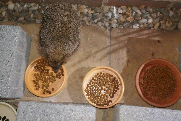 Mr Johnsons Wildlife Hedgehog Food 750gm VAT FREE