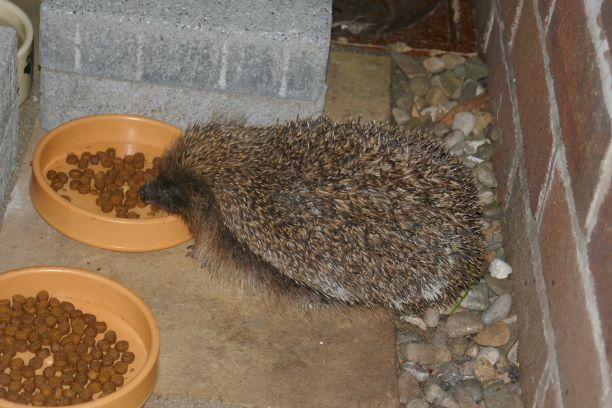 Mr Johnsons Wildlife Hedgehog Food 750gm VAT FREE