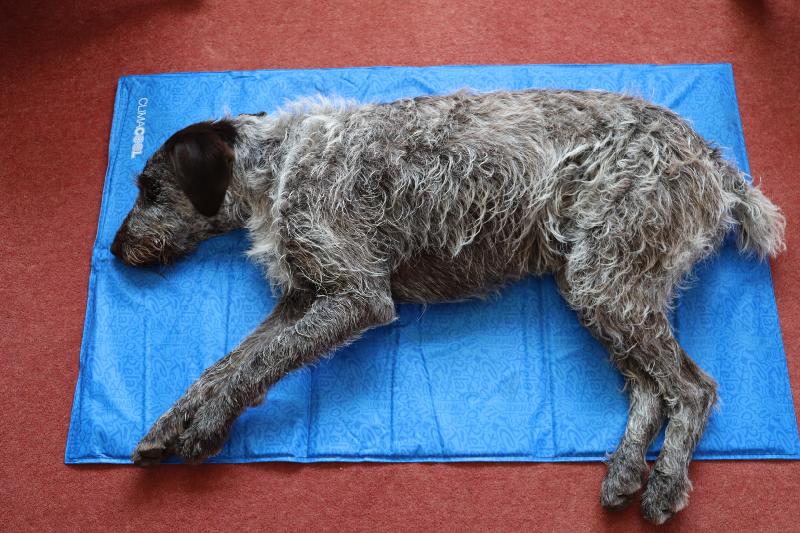 Be a cool dog, purchase a George Barclay self cooling mat