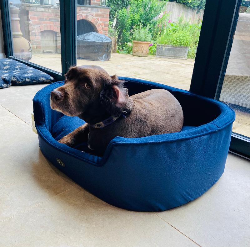 Beautiful bed! Our spaniel is in heaven! Super smart and lovely colour!