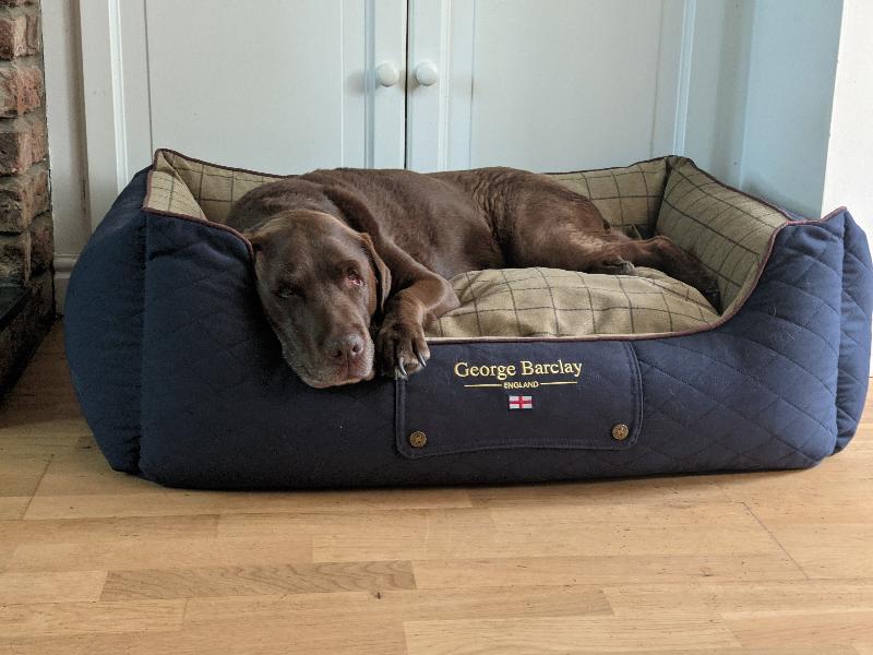 Both dogs love their new beds 😍