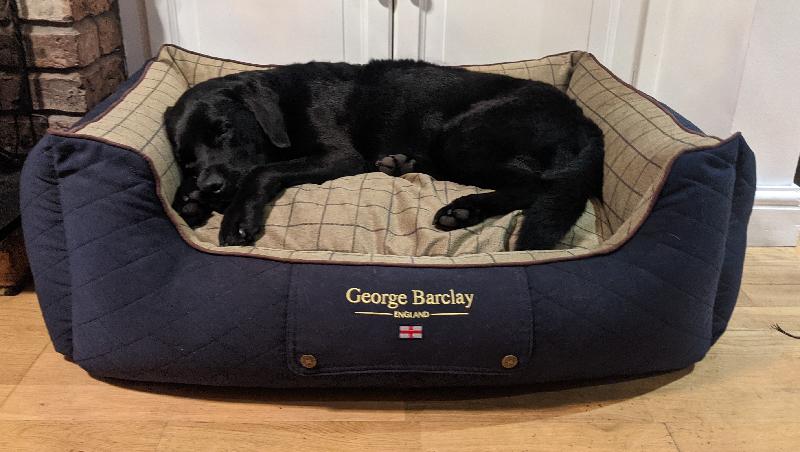 Both dogs love their new beds 😍