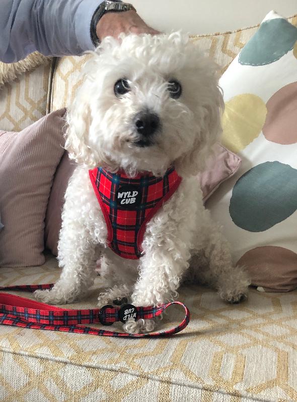 Henry loves his new harness x