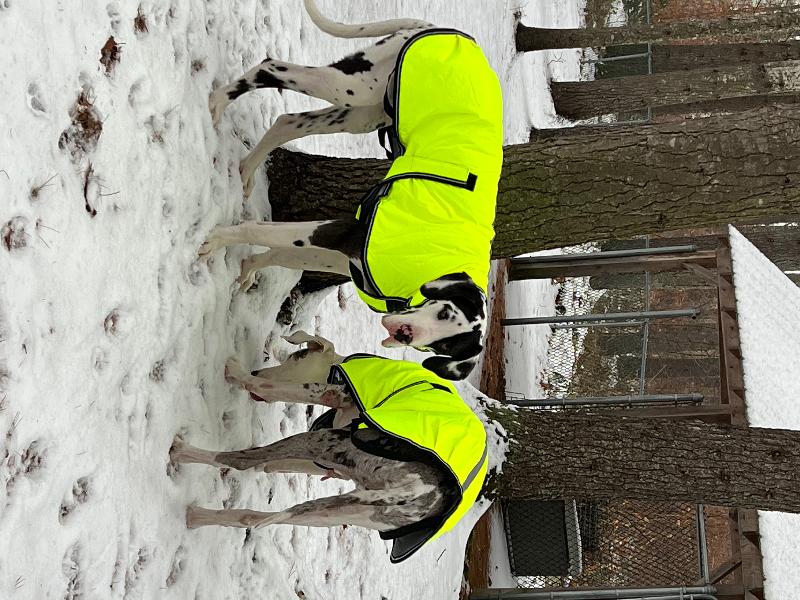 Weatherbeeta Great Dane coats.