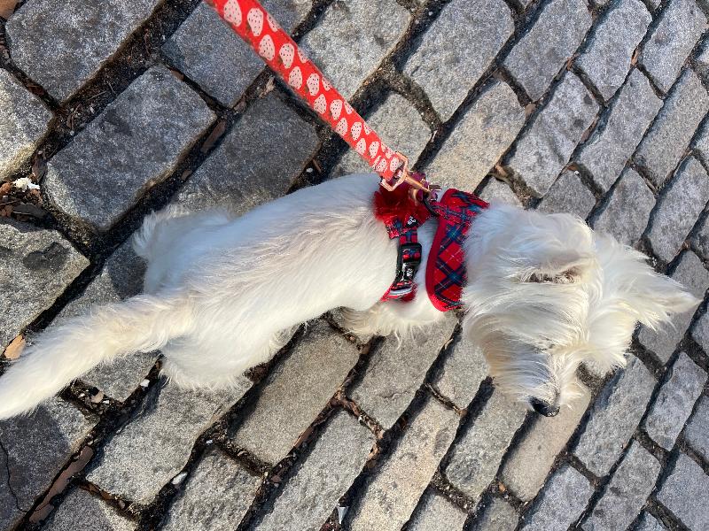 Chloe the Westie loves Wyld Cub!