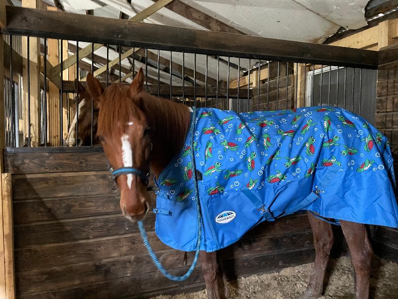 This is a great blanket. I got it to put on my Ottb named turtle