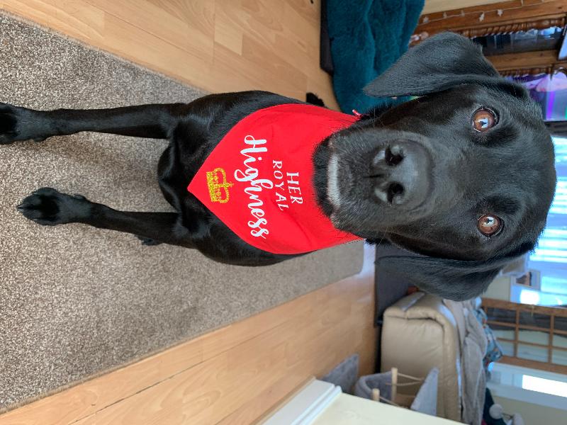 So pleased with my purchase! Very well made, great quality bandana :)