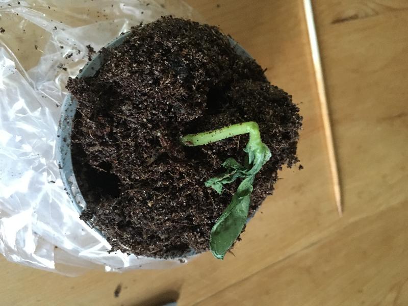 Plant? An expensive germinated seedling!