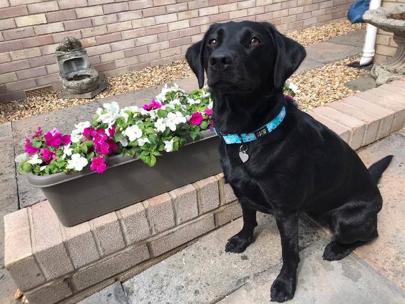 Beautiful collar