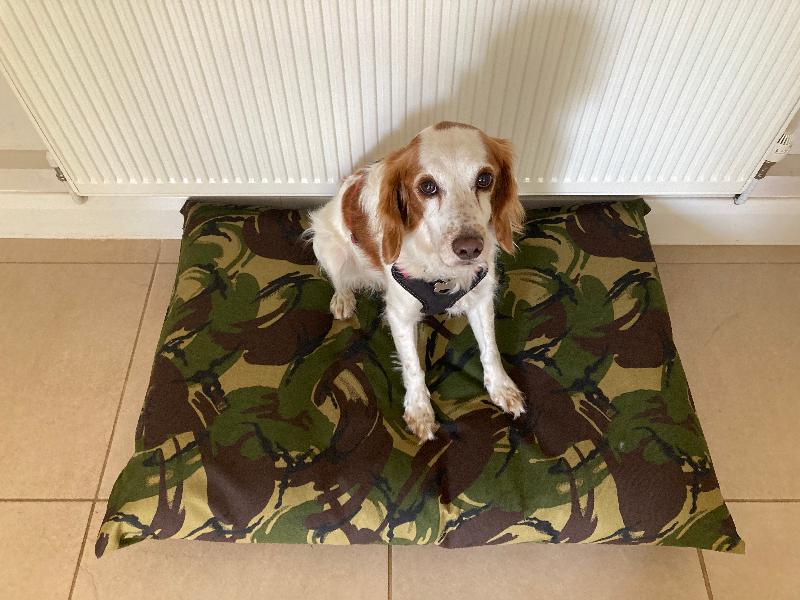 Only dog bed my dog doesn’t destroy!