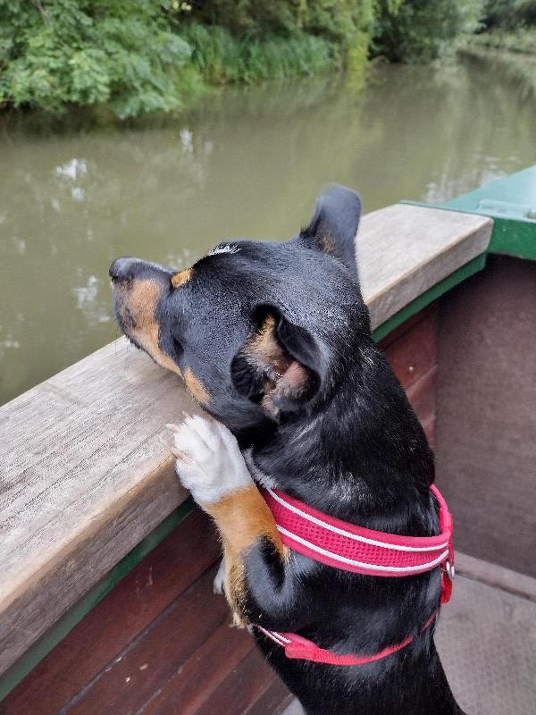 Very friendly people. Lovely little canal boat. Our dog had a wonderful exp