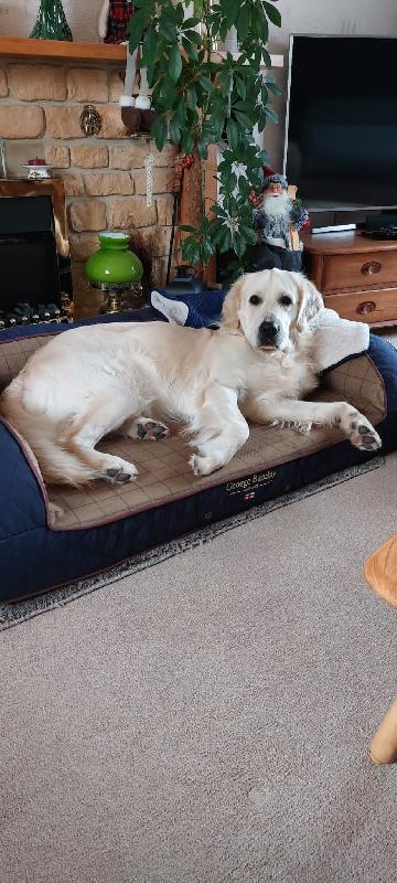 High-End Luxury Orthopaedic Dog Sofa Bed / Large George Barclay Country Dog Bed / Handcrafted in the UK