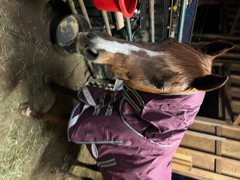 My mare and I absolutely love her new blanket!