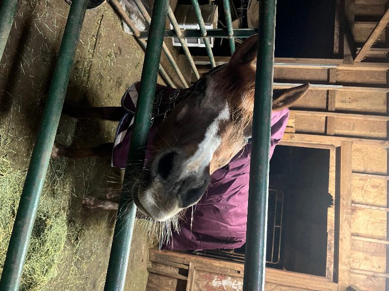 My mare and I absolutely love her new blanket!