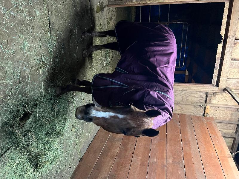 My mare and I absolutely love her new blanket!