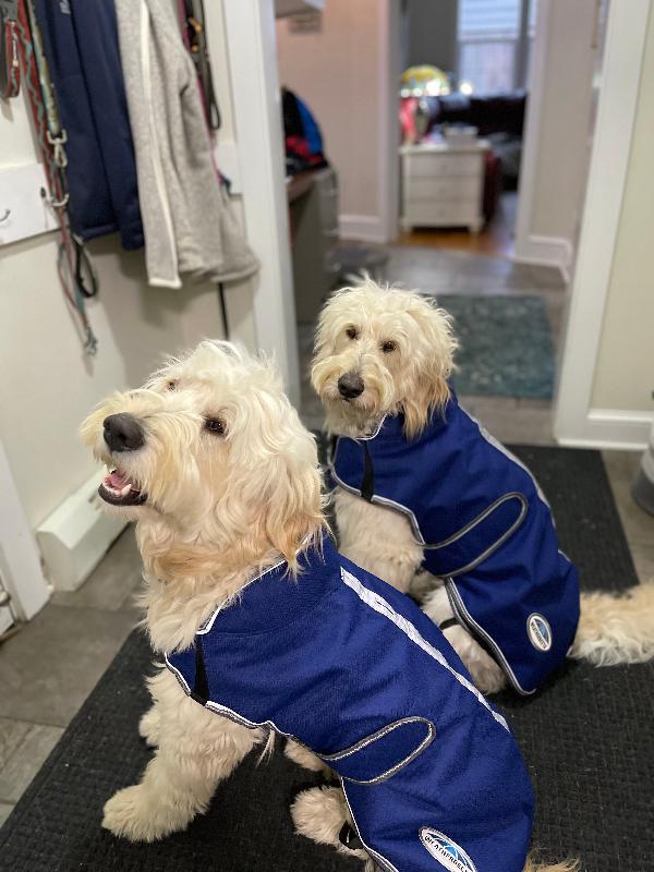 Reliable dog coats!