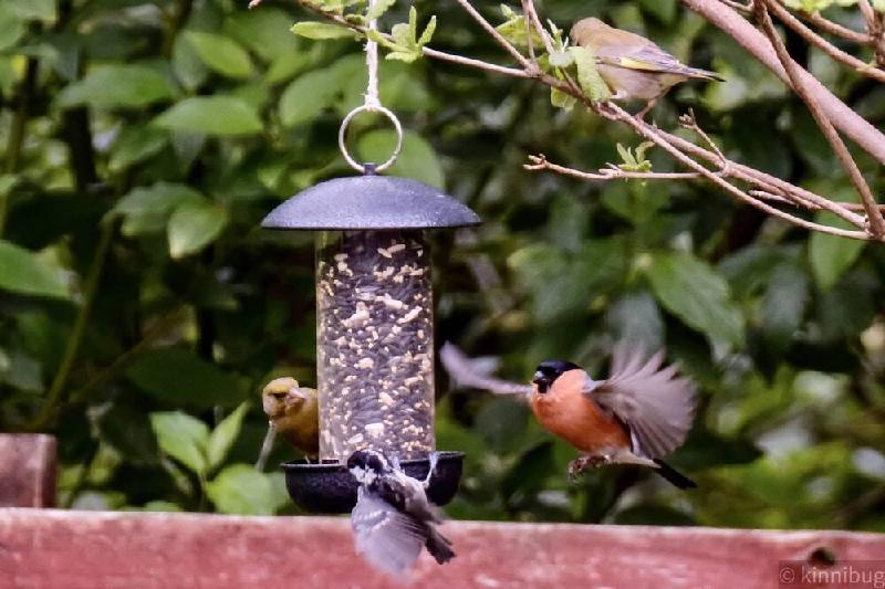 Bird Feeder Seed Mix