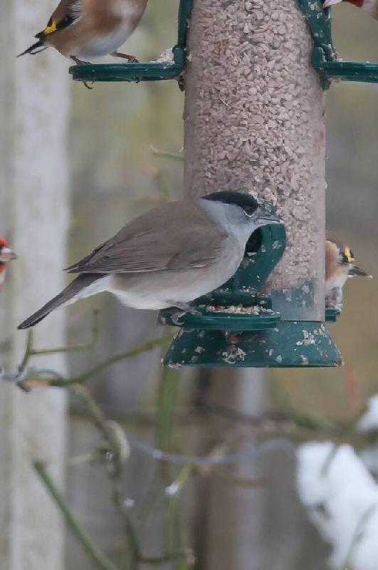 Premium Kibbled Sunflower Hearts - Bird Food