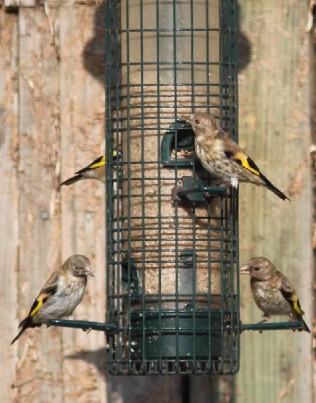 Premium Kibbled Sunflower Hearts - Bird Food