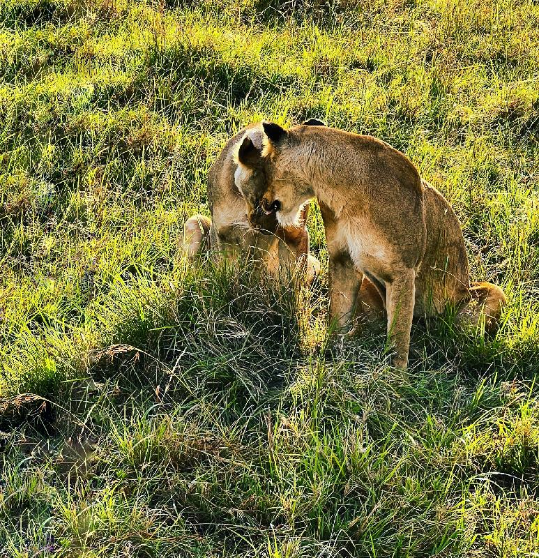 An epic adventure! I highly recommend African travel!