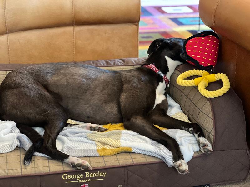 High-End Luxury Orthopaedic Dog Sofa Bed / Large George Barclay Country Dog Bed / Chestnut Brown