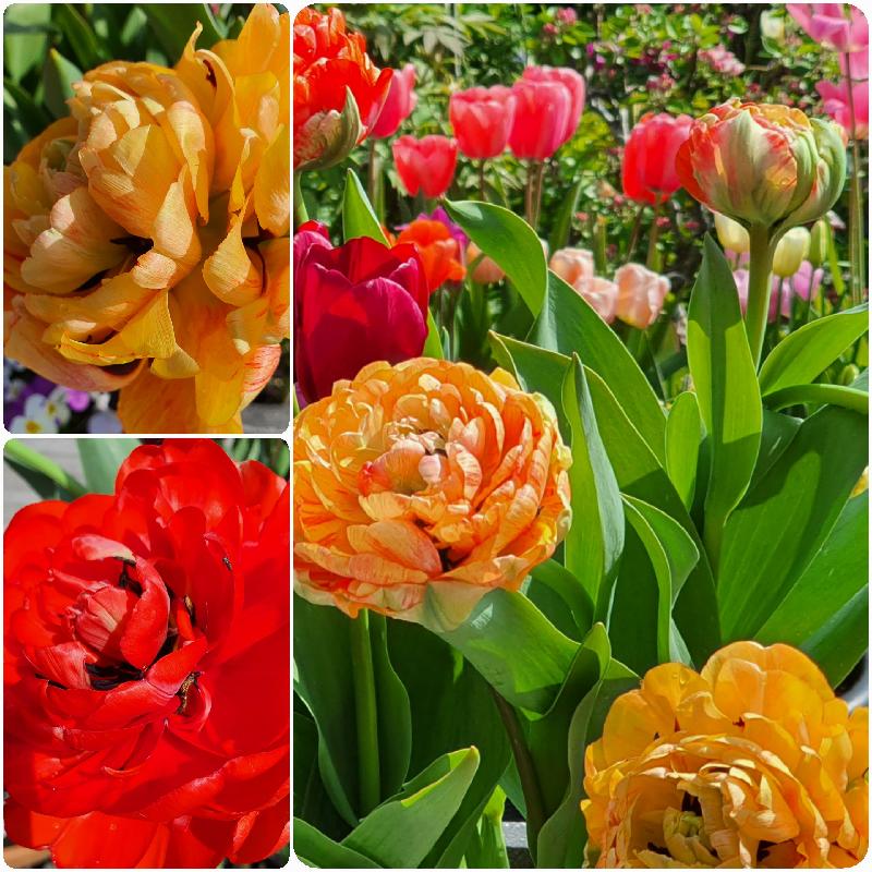 Apricot and Velvet Tulip Collection