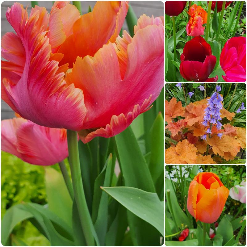 Apricot and Velvet Tulip Collection