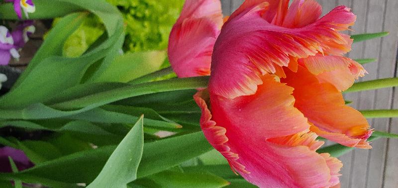 Apricot and Velvet Tulip Collection