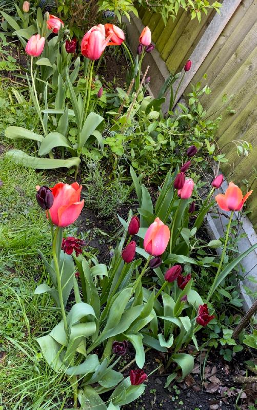 Apricot and Velvet Tulip Collection