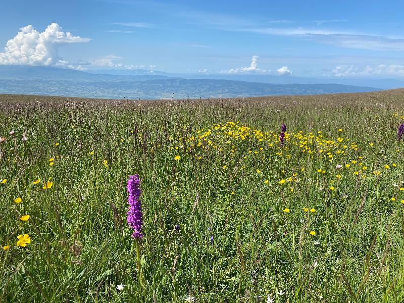 Unspoilt Umbria - saints, sights, food & flora!