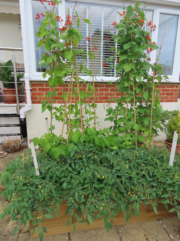 Veg growing.