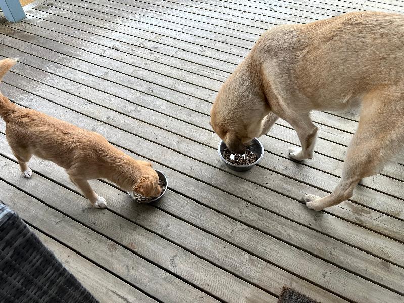 Both pups enjoying their Forthglade!