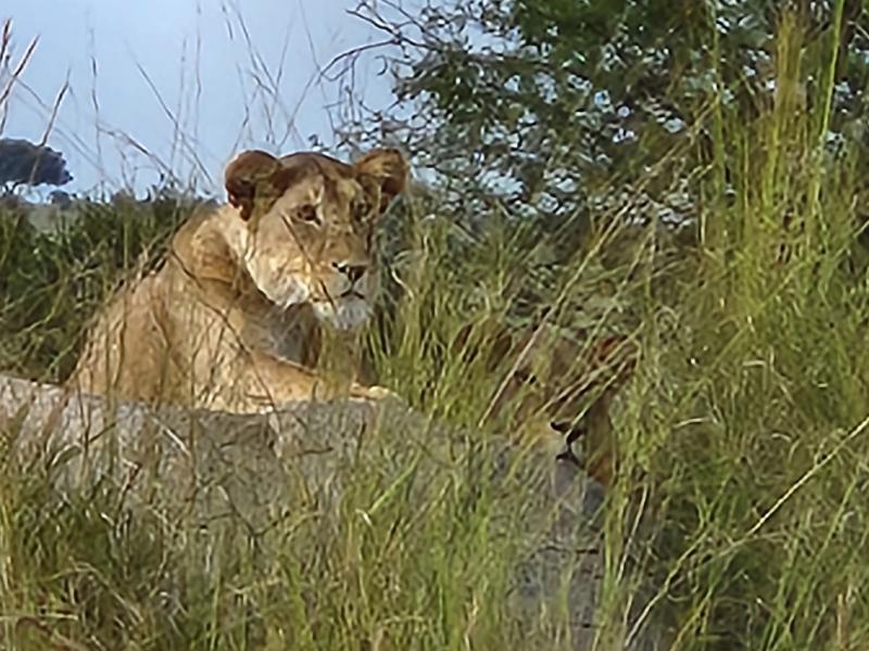 Family Safari in Tanzania