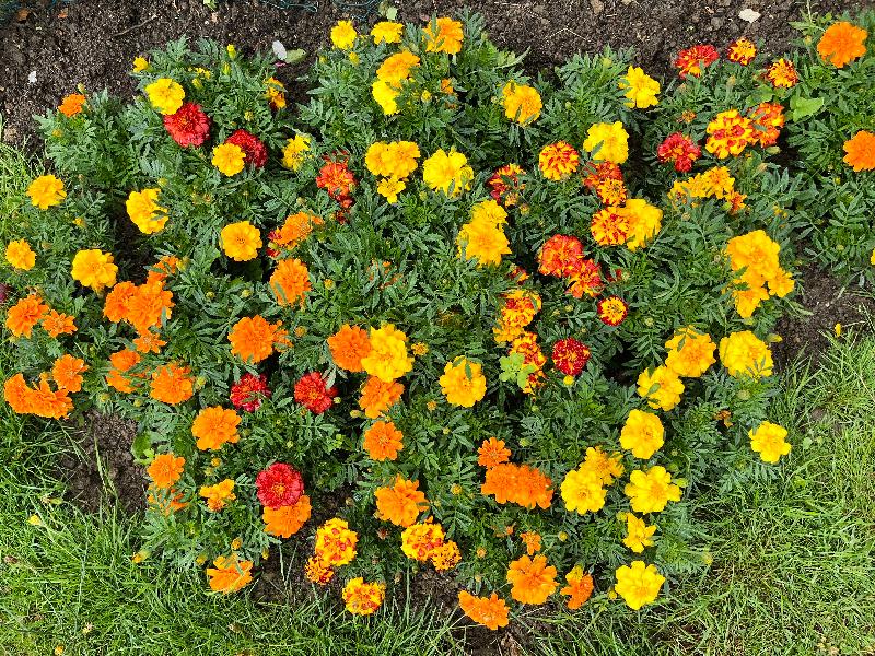 Shocked & amazed how good it is after using on my marigolds in the border