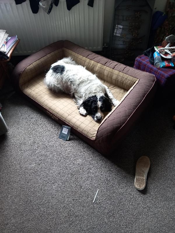 High-End Luxury Orthopaedic Dog Sofa Bed / Large George Barclay Country Dog Bed / Chestnut Brown