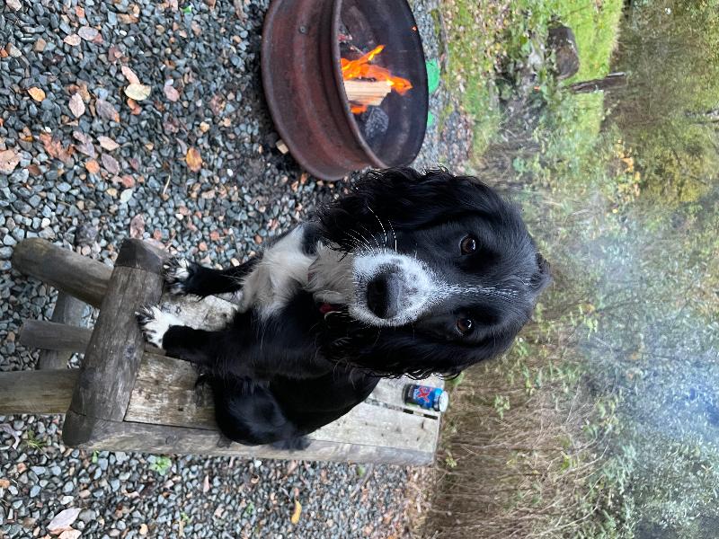 Strathfillan Wigwam Village