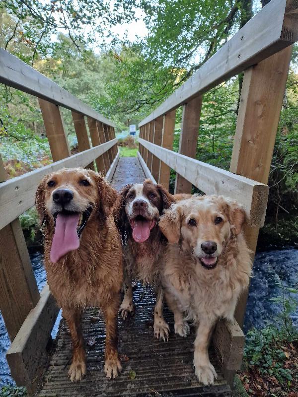 Traditional Mixer Meal for Dogs