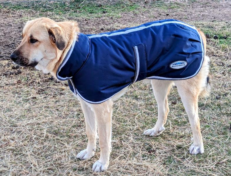 Superior weather protection for your working dog!