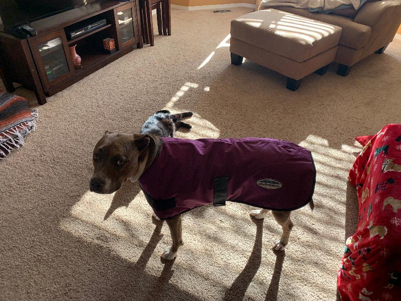 Beware! If you are wanting a “pink” coat for your dog, this is purple!