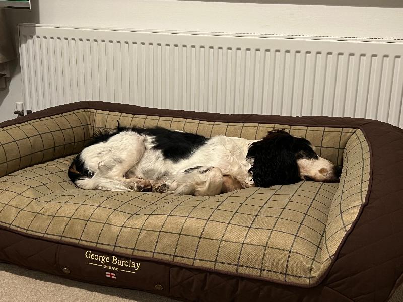 High-End Luxury Orthopaedic Dog Sofa Bed / Large George Barclay Country Dog Bed / Chestnut Brown